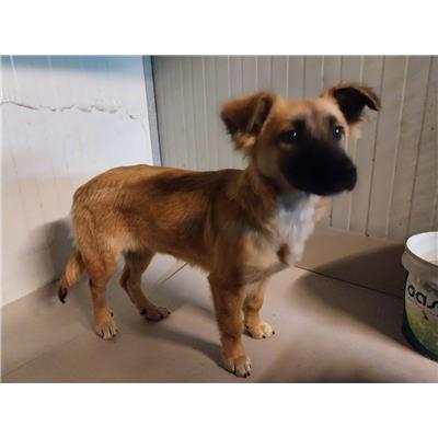 COMUNE DI GIFFONI VALLE PIANA - Cane - Microchip 380260170225405