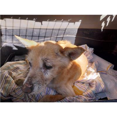 Montecorvino Rovella - Cane - Microchip 380260170226661