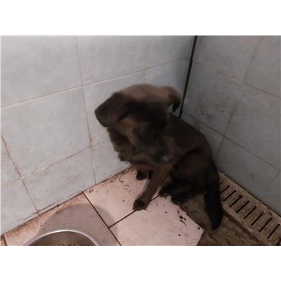 Montecorvino Pugliano - Cane - Microchip 380260170226641