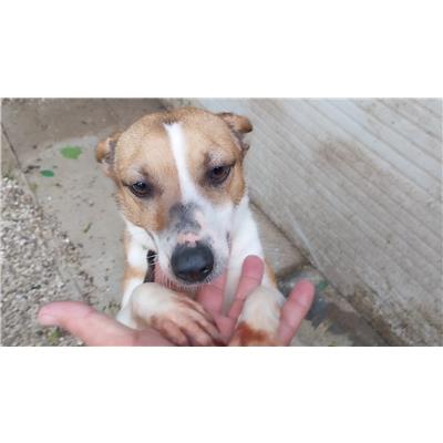 Montecorvino Pugliano - Cane - Microchip 380260170226074