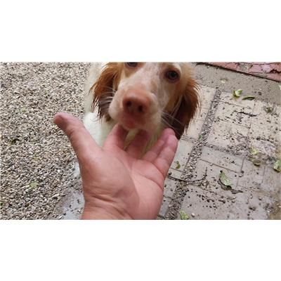 COMUNE DI GIFFONI VALLE PIANA - Cane - Microchip 380260170226070