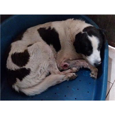 Montecorvino Pugliano - Cane - Microchip 380260041194335