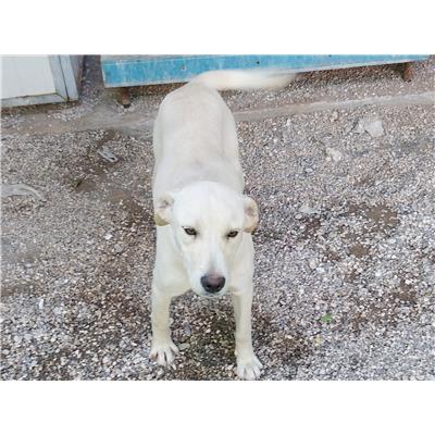 comune Contursi - Cane - Microchip 380260170234948