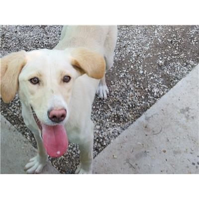 comune Contursi - Cane - Microchip 380260170234956