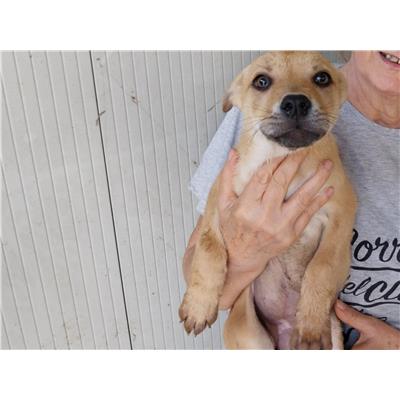 Comune di Pontecagnano Faiano - Cane - Microchip 380260170226075