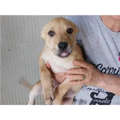 Comune di Pontecagnano Faiano - Cane - Microchip 380260170226076
