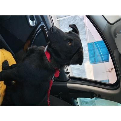 Comune di Pontecagnano Faiano - Cane - Microchip 380260170226676