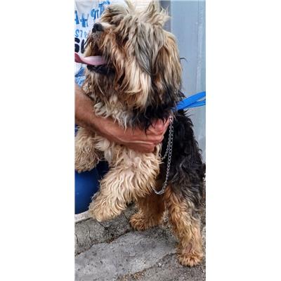 Comune di Pontecagnano Faiano - Cane - Microchip 380260170226673