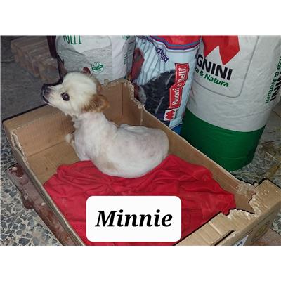 Comune di Pontecagnano Faiano - Cane - Microchip 380260170226846