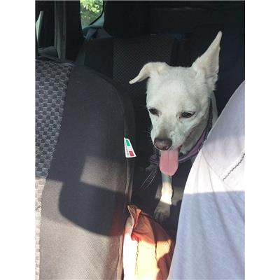 Montecorvino Rovella - Cane - Microchip 380260170225322