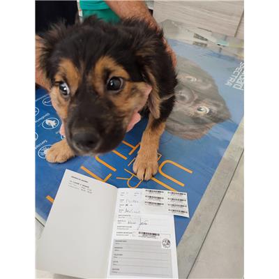 COMUNE DI GIFFONI VALLE PIANA - Cane - Microchip 380260170226887