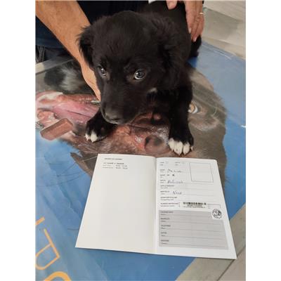 COMUNE DI GIFFONI VALLE PIANA - Cane - Microchip 380260170226880