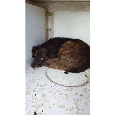 Montecorvino Pugliano - Cane - Microchip 380260042592124