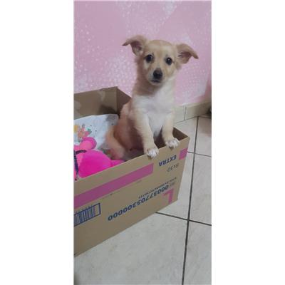 Comune di Pontecagnano Faiano - Cane - Microchip 380260170226000