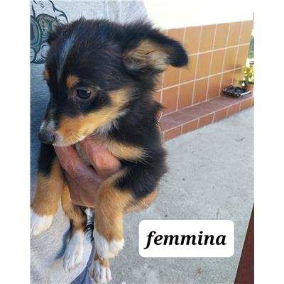 Comune di Pontecagnano Faiano - Cane - Microchip 380260170225454
