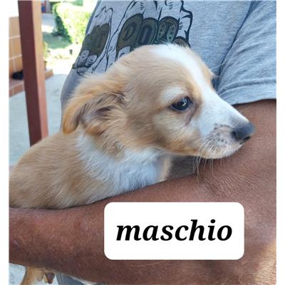 Comune di Pontecagnano Faiano - Cane - Microchip 380260170225443
