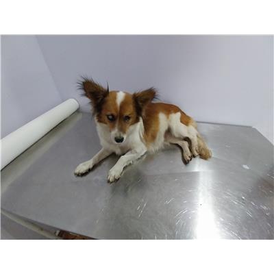 COMUNE DI GIFFONI VALLE PIANA - Cane - Microchip 380260170225487