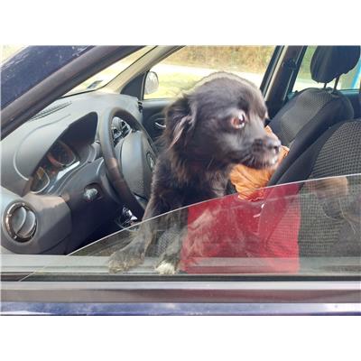 Comune di Pontecagnano Faiano - Cane - Microchip 380260170225450