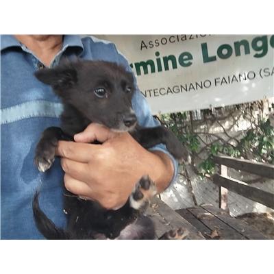 Comune di Pontecagnano Faiano - Cane - Microchip 380260170244658