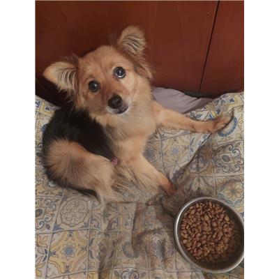 Comune di Pontecagnano Faiano - Cane - Microchip 380260170244895