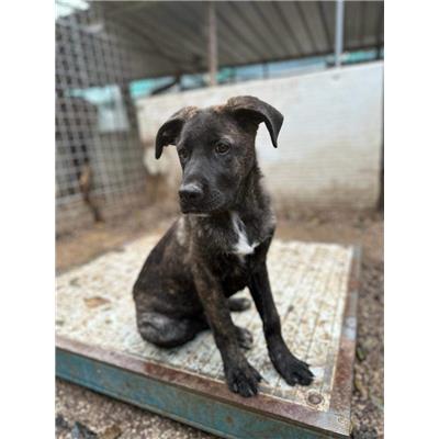 Comune di Pontecagnano Faiano - Cane - Microchip 380260170244650