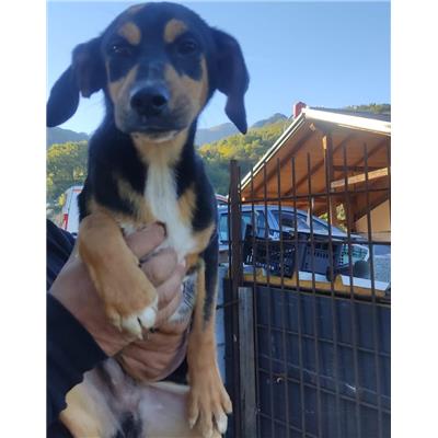 Montecorvino Pugliano - Cane - Microchip 380260170244653