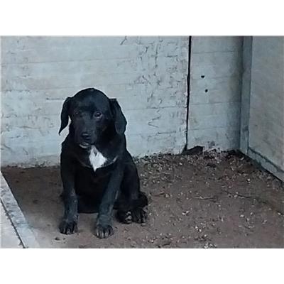 ASSOCIAZIONE U.N.A.(uomo-natura-animali) - Cane - Microchip 380260170240933