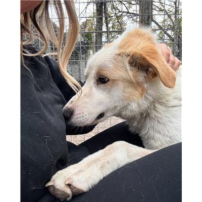 Associazione Carmine LONGO odv - Cane - Microchip 380260006030173