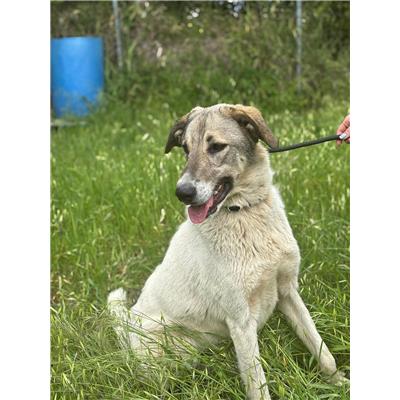 Associazione Carmine LONGO odv - Cane - Microchip 380260170237981