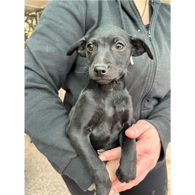 Comune di Pontecagnano Faiano - Cane - Microchip 380260006030554
