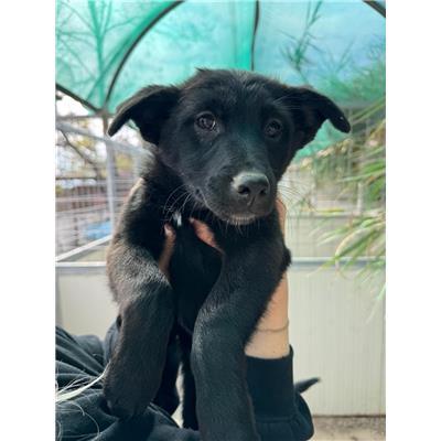 Comune di Pontecagnano Faiano - Cane - Microchip 380260006030550