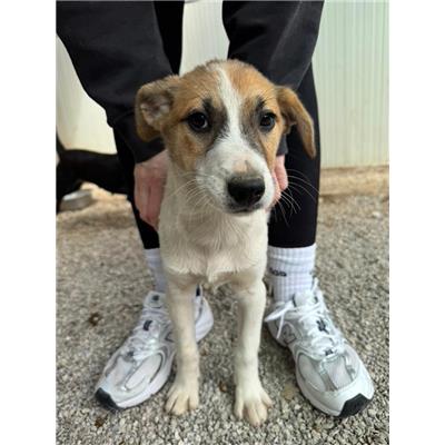 Comune di Pontecagnano Faiano - Cane - Microchip 380260006030546