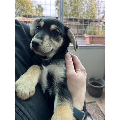 Comune di Pontecagnano Faiano - Cane - Microchip 380260006030733