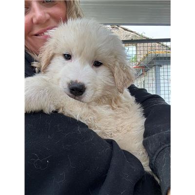COMUNE DI GIFFONI VALLE PIANA - Cane - Microchip 380260006037711