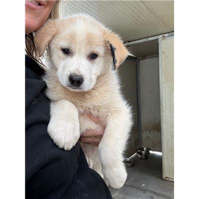 COMUNE DI GIFFONI VALLE PIANA - Cane - Microchip 380260006037526