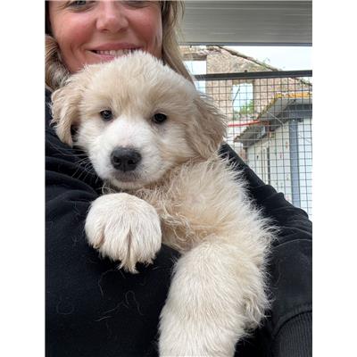 COMUNE DI GIFFONI VALLE PIANA - Cane - Microchip 380260006030741