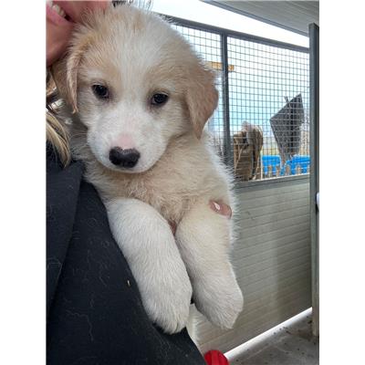 COMUNE DI GIFFONI VALLE PIANA - Cane - Microchip 380260006037715