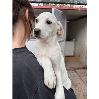 Montecorvino Pugliano - Cane - Microchip 380260006030714