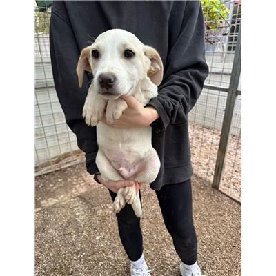 Montecorvino Pugliano - Cane - Microchip 380260006030729