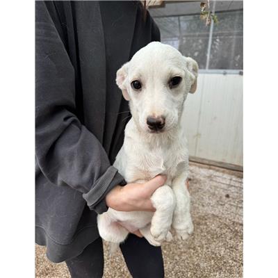 Montecorvino Pugliano - Cane - Microchip 380260006030701