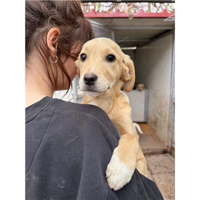 Montecorvino Pugliano - Cane - Microchip 380260006030605