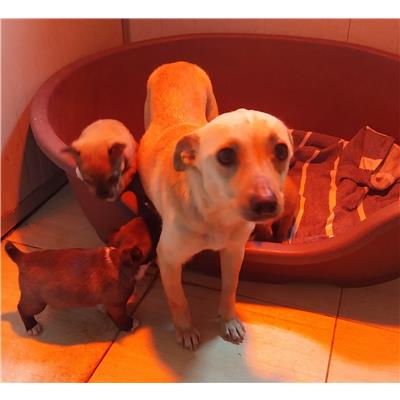 Comune di Pontecagnano Faiano - Cane - Microchip 380260006030248