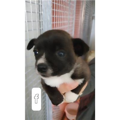 Comune di Pontecagnano Faiano - Cane - Microchip 250000000007887