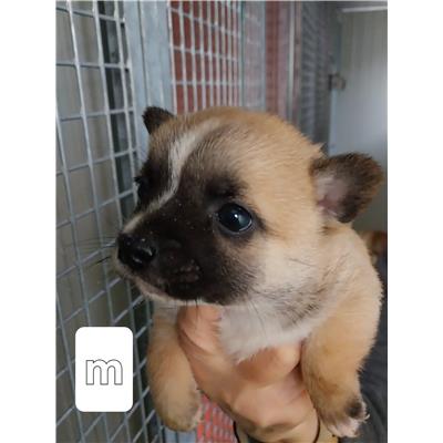 Comune di Pontecagnano Faiano - Cane - Microchip 250000000007888