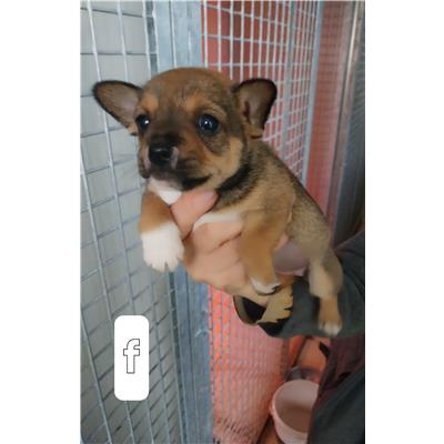 Comune di Pontecagnano Faiano - Cane - Microchip 250000000007889