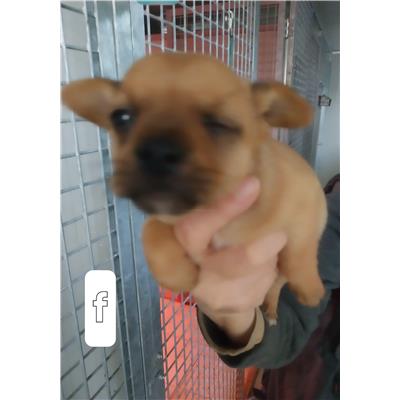 Comune di Pontecagnano Faiano - Cane - Microchip 250000000007890