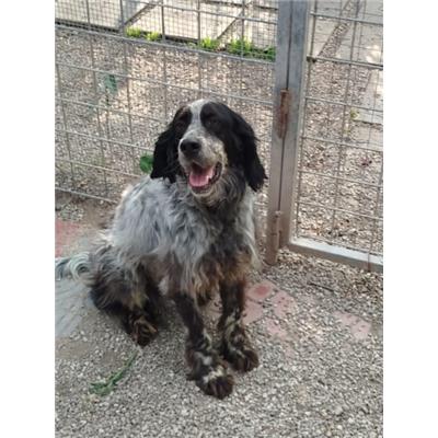 Comune Serre - Cane - Microchip 380260044671921