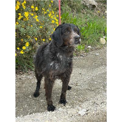 Comune Serre - Cane - Microchip 380260042976491