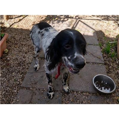 Montecorvino Pugliano - Cane - Microchip 380260006044047