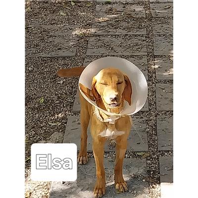 Montecorvino Pugliano - Cane - Microchip 380260006044172